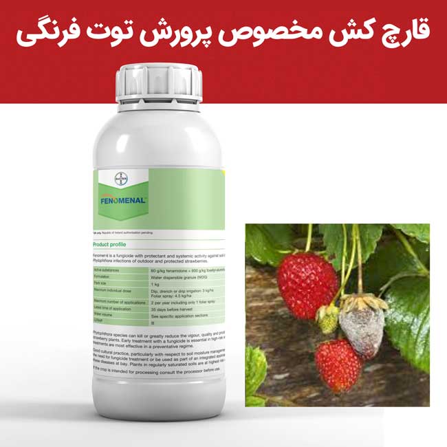 خرید سم قارچ‌کش فنومنال، راه‌حلی برای پیشگیری از قارچ‌ در باغات توت‌فرنگی