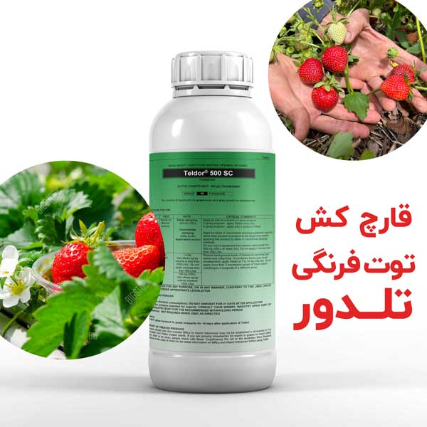 خرید بهترین سم قارچ‌کش برای توت‌فرنگی، تلدور Teldor